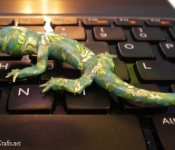 canework lizard (4)